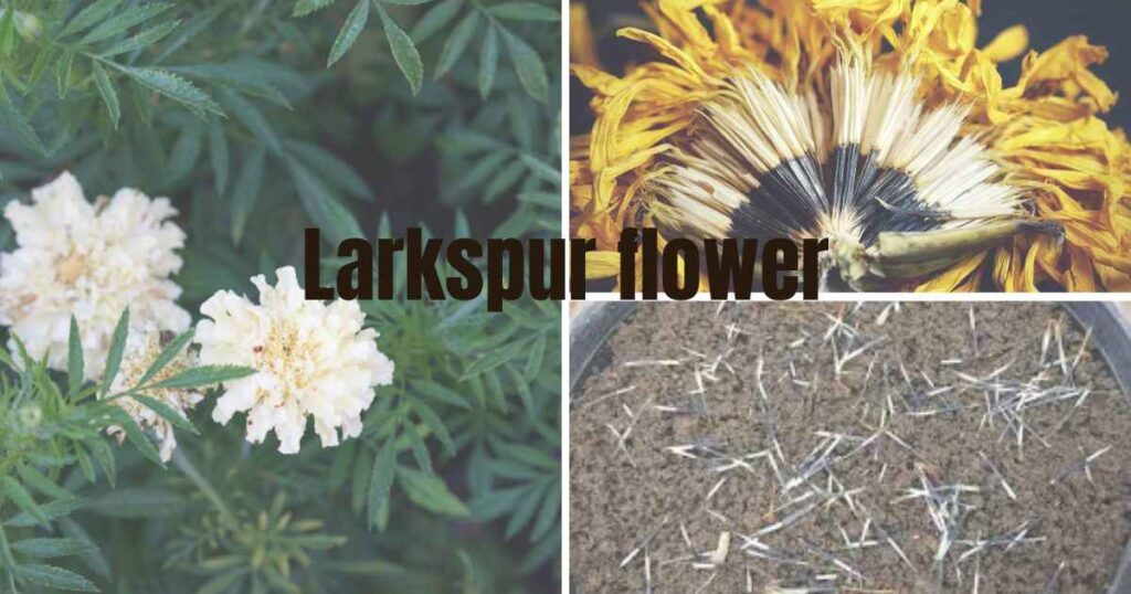 how to plant marigold seeds