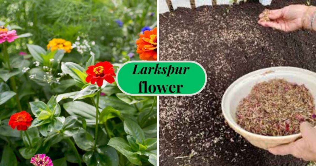 how to plant zinnia seeds