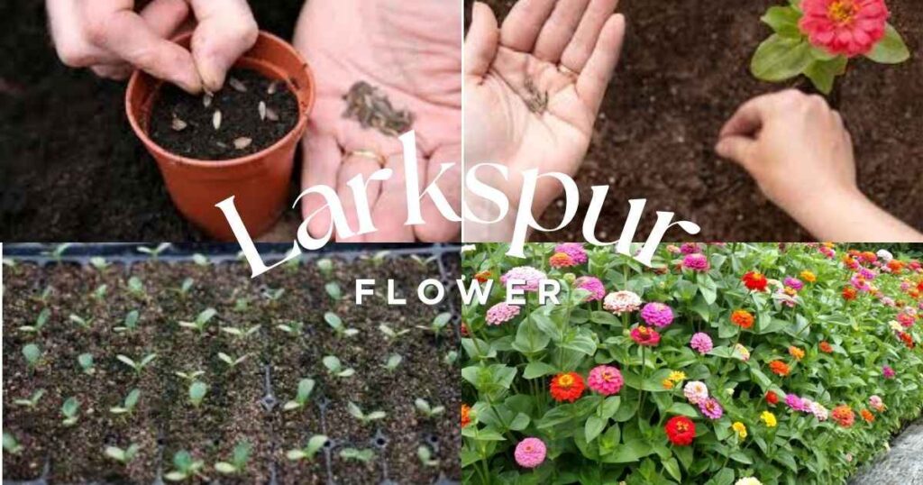 how to plant zinnia seeds