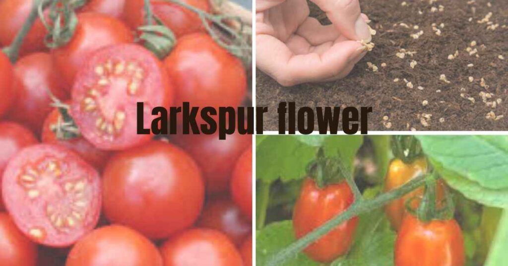 how to save tomato seeds