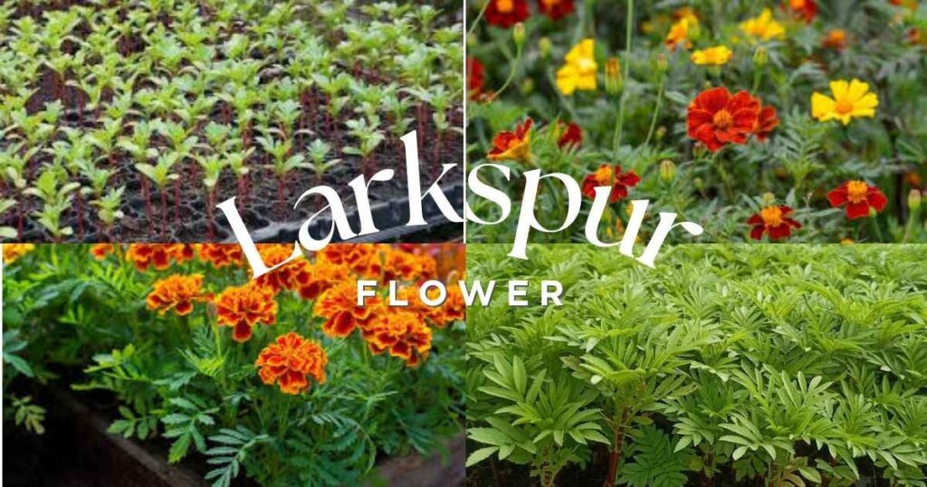 7 Easy Marigold Sprouts Tips for Healthy Growth marigold sprouts