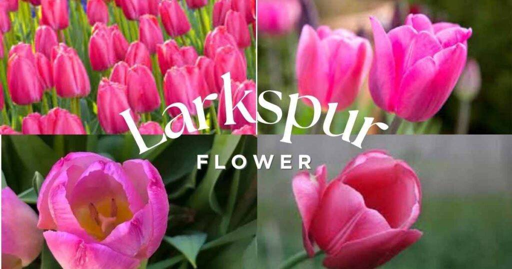 7 Beautiful Pink Tulips Meanings & Growing Tips pink tulips