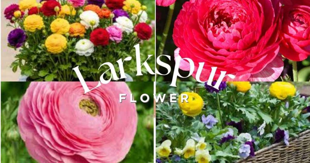 9 Gorgeous Ranunculus Bulbs Tips for Stunning Blooms ranunculus bulbs