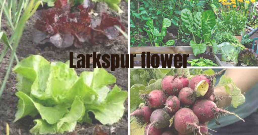 what to plant in march