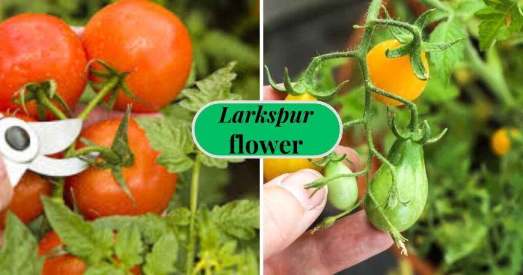 when should i pick my tomatoes