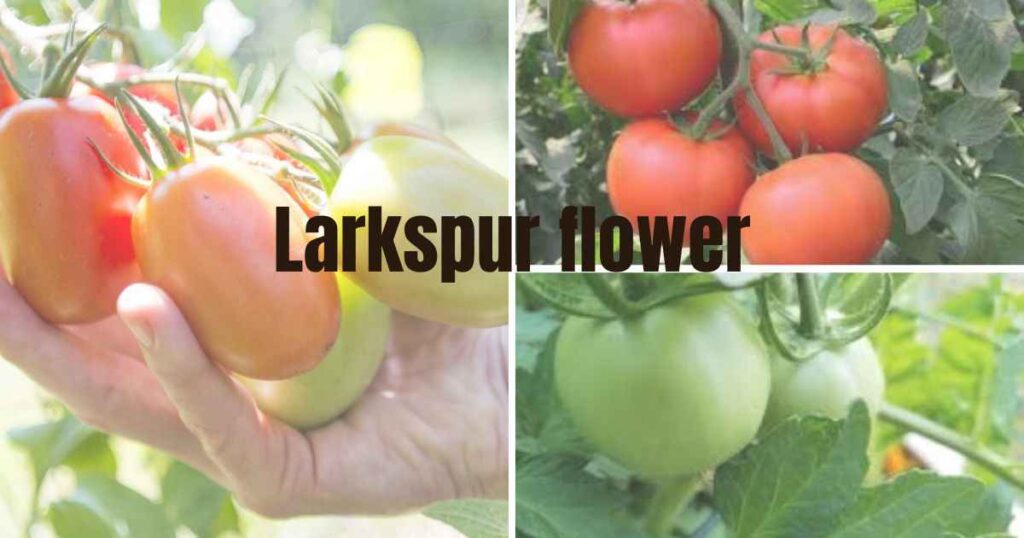 when should i pick my tomatoes