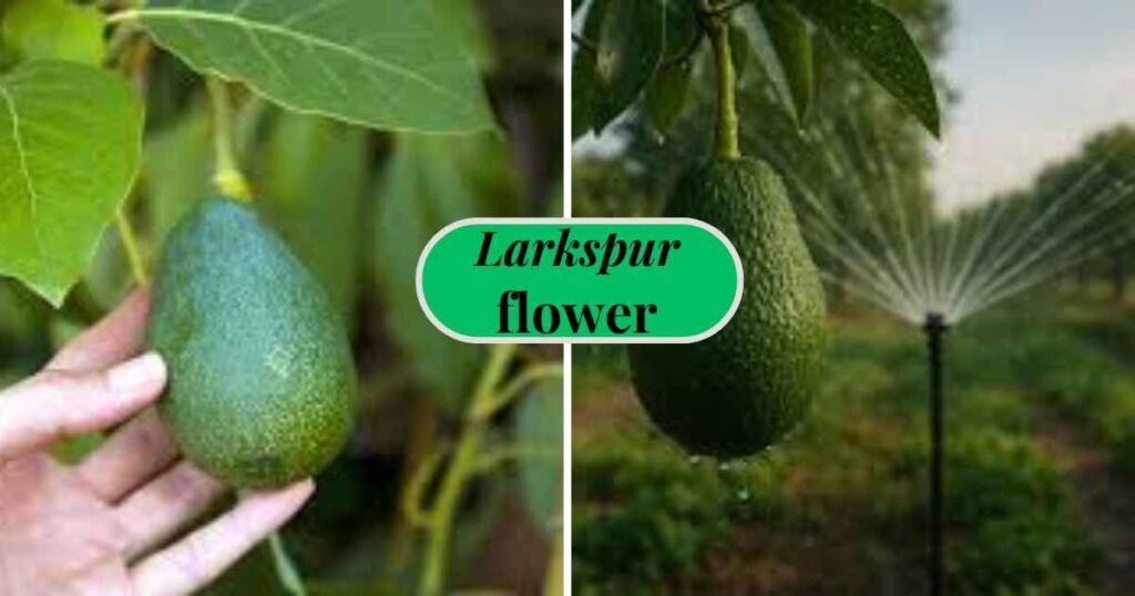 where can you grow avocados