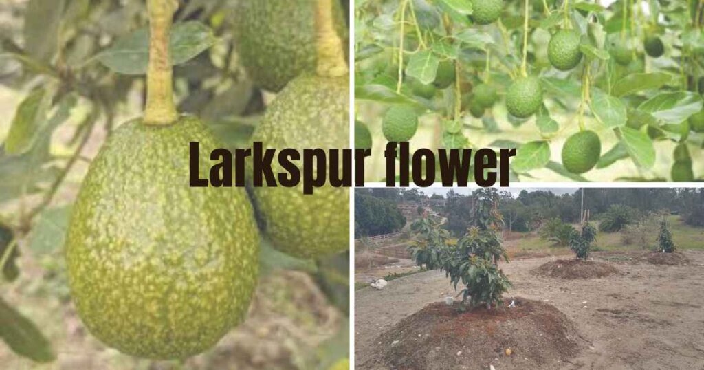 where can you grow avocados