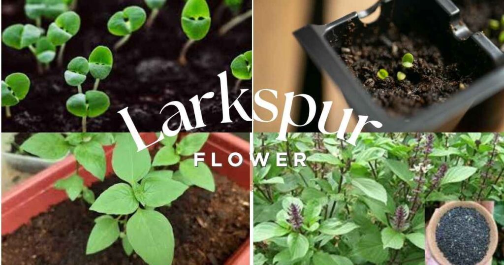 11 Powerful Basil Sprouts Benefits & Growing Tips basil sprouts