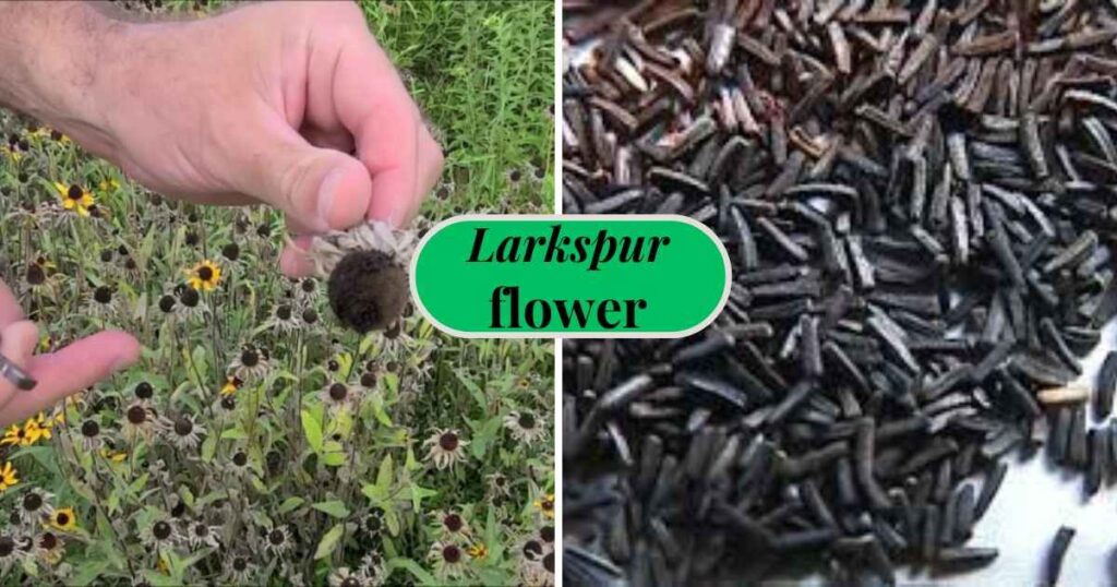 What Do Black Eyed Susan Seeds Look Like?