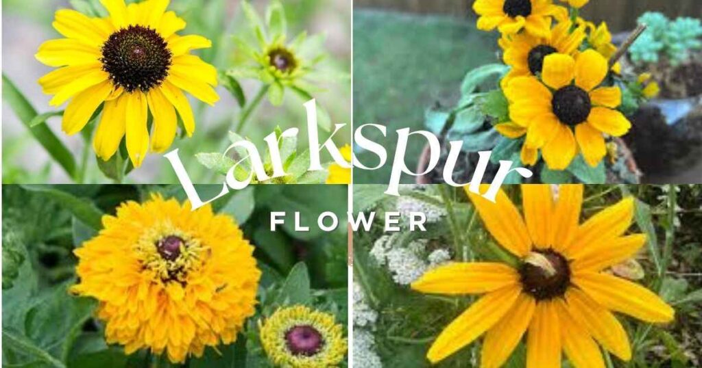 black eyed susan seeds