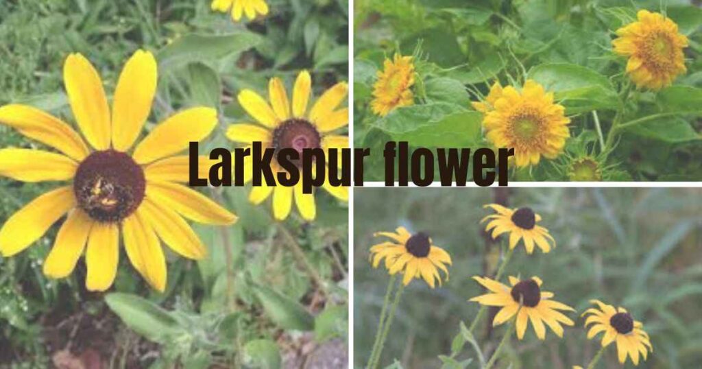 black eyed susan seeds