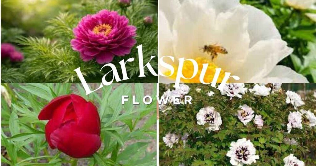 Fern Leaf Peony: 7 Stunning Facts for Gardeners fern leaf peony