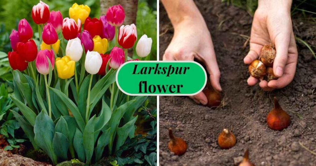 how deep to plant tulip bulbs