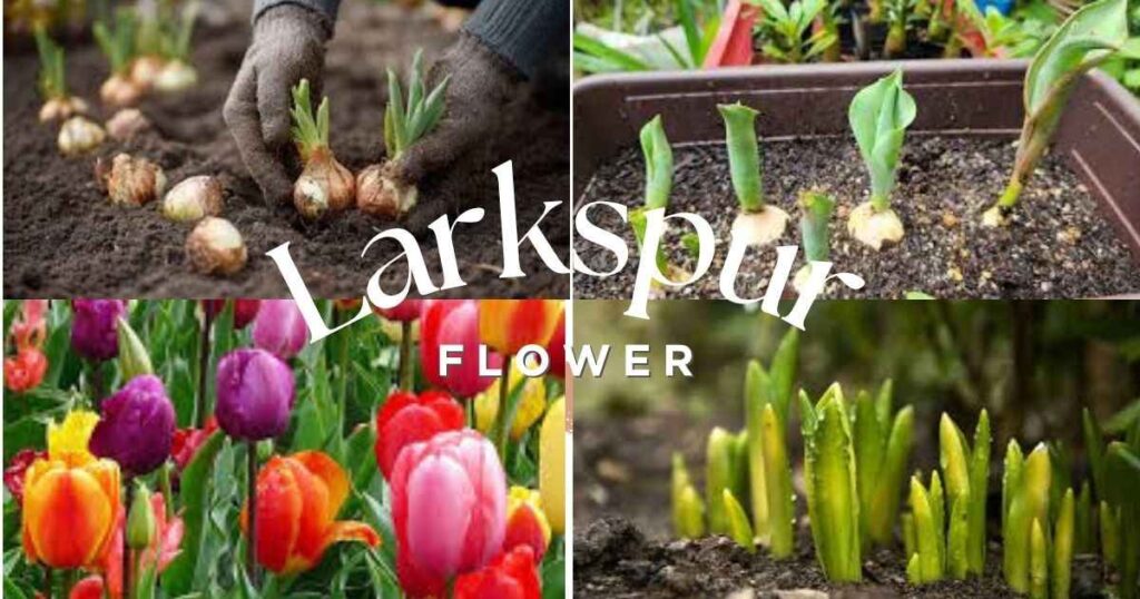 10 Smart Tips: How Deep to Plant Tulip Bulbs Right how deep to plant tulip bulbs