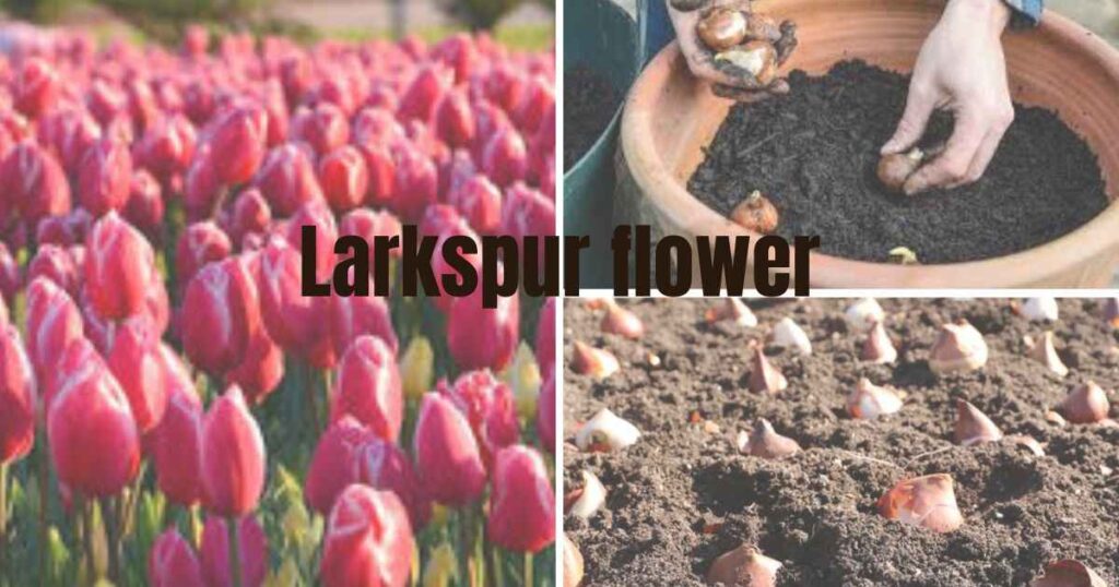 how deep to plant tulip bulbs