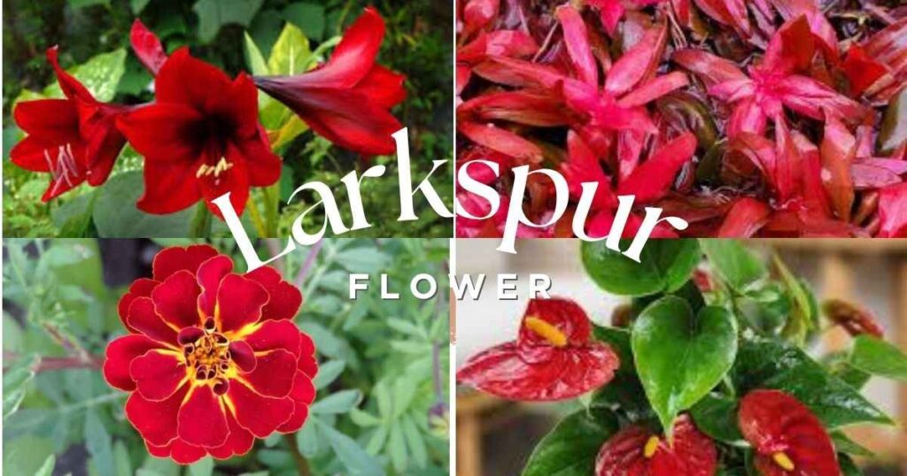 11 Stunning Red Plants to Brighten Any Space Fast red plants