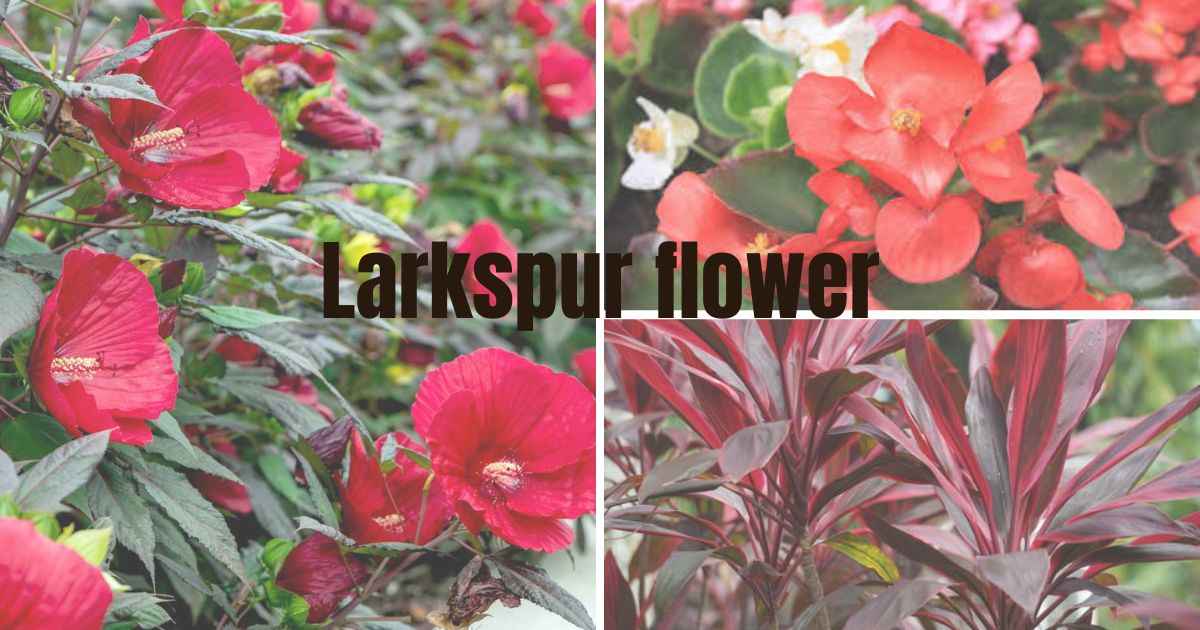 11 Stunning Red Plants to Brighten Any Space Fast