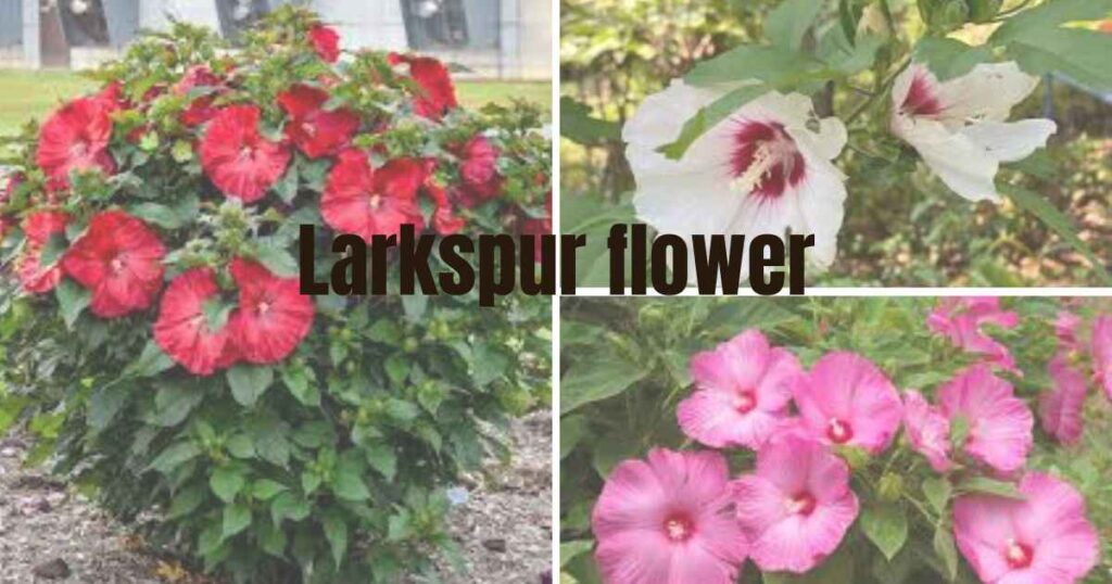 rose mallow hibiscus