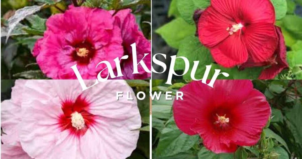 Rose Mallow Hibiscus: 7 Stunning Care & Growth Tips rose mallow hibiscus