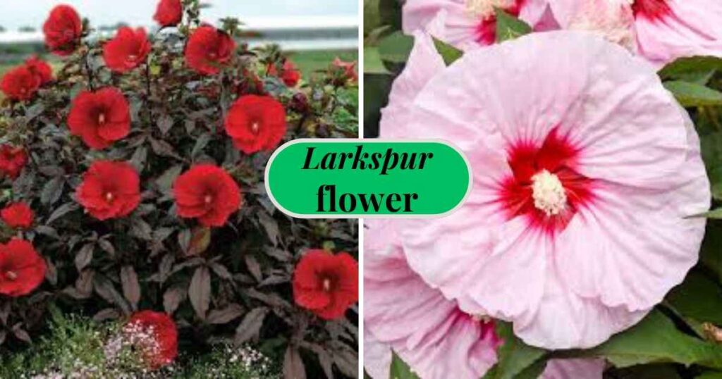 rose mallow hibiscus