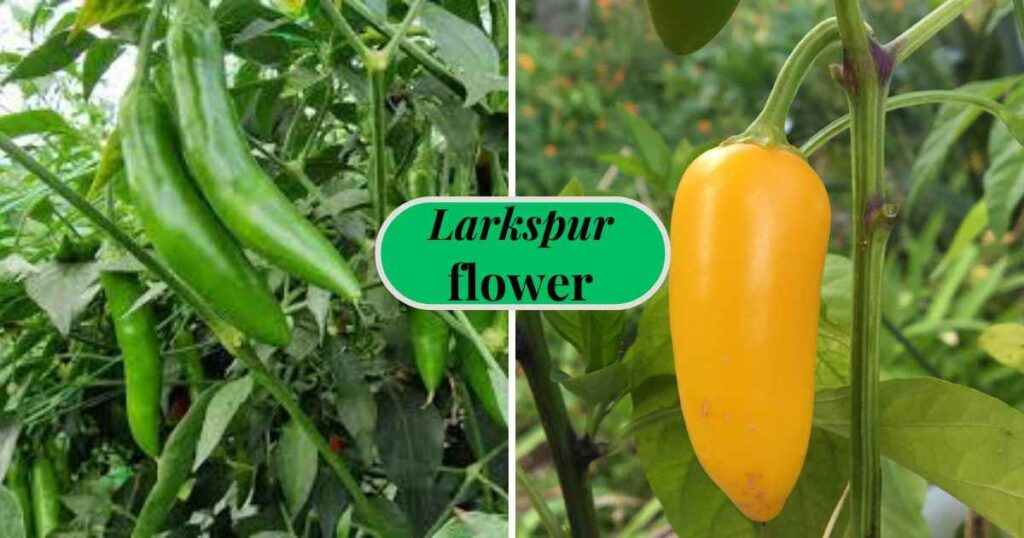 Serrano Peppers Vs Jalapeño