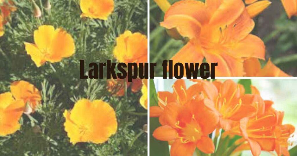 Flowers with orange
