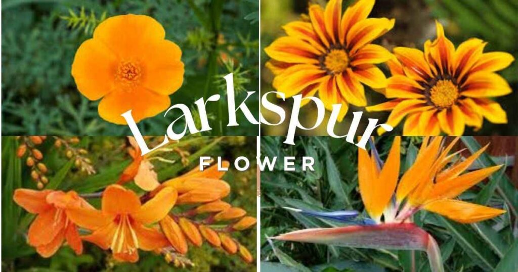 7 Stunning Flowers With Orange for a Vibrant Garden flowers with orange