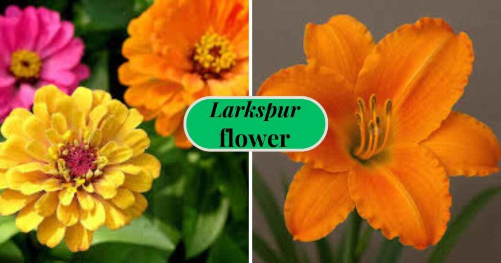 Flowers with orange