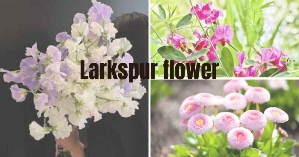 april birth flower