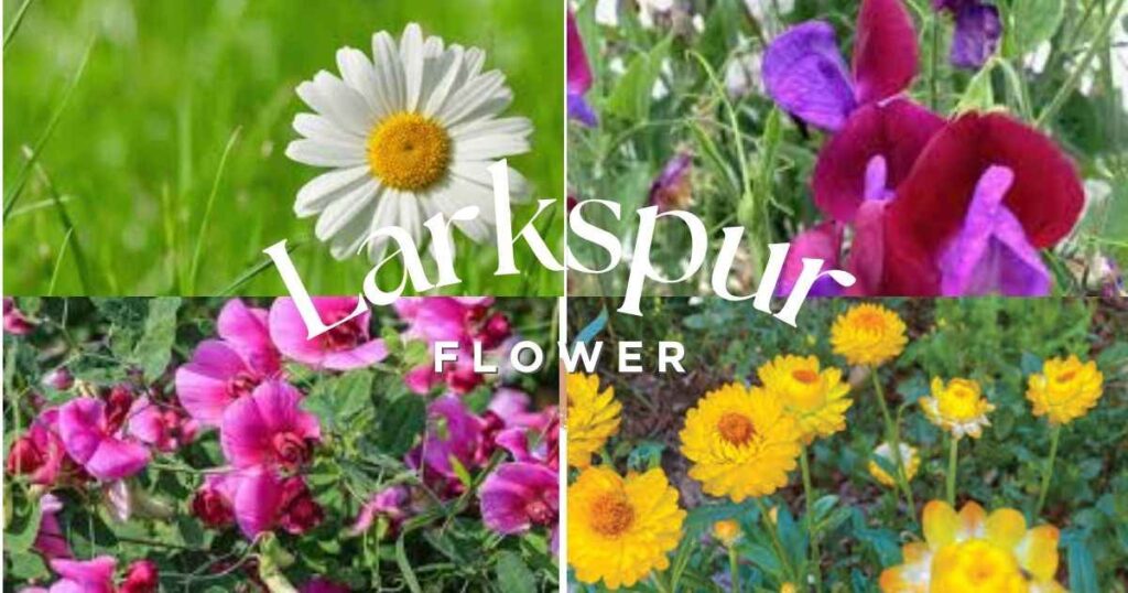 april birth flower
