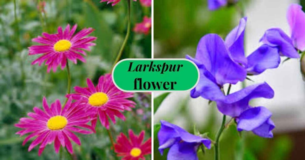 april birth flower