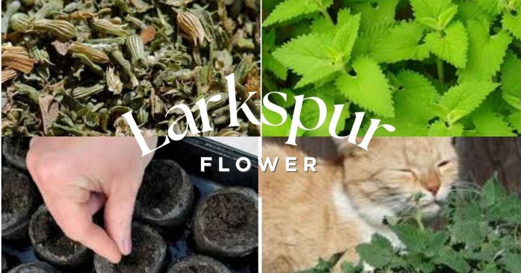 catnip seeds