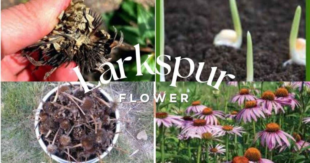 echinacea seeds