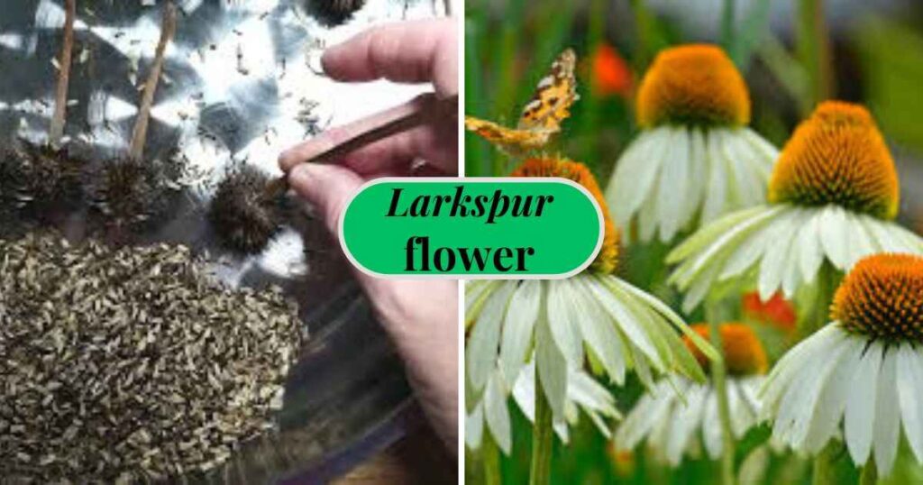 echinacea seeds