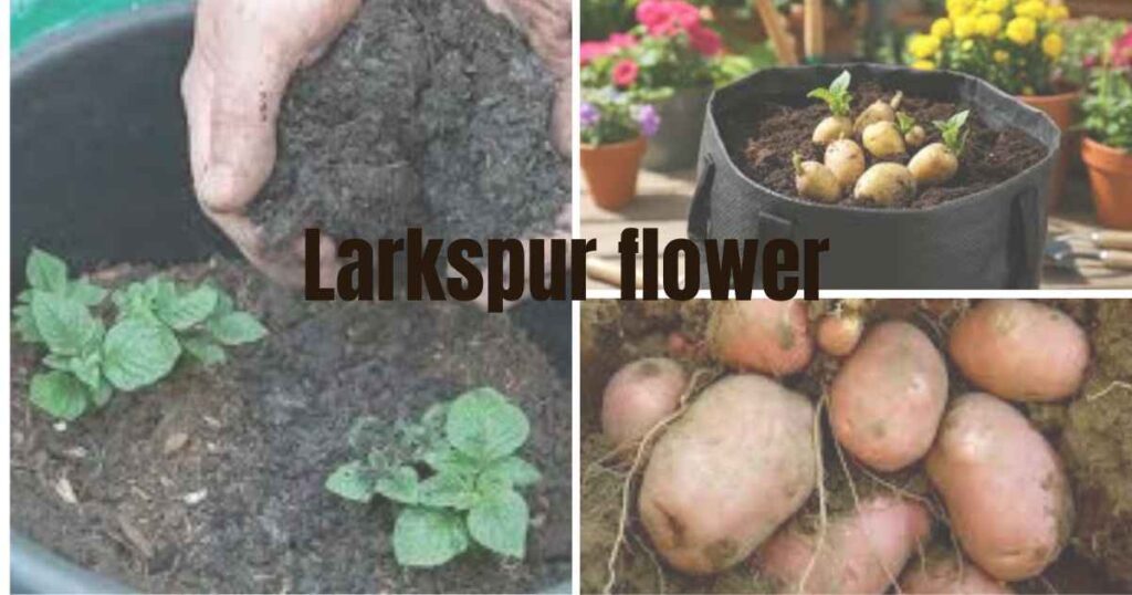 how do you grow potatoes in a pot?