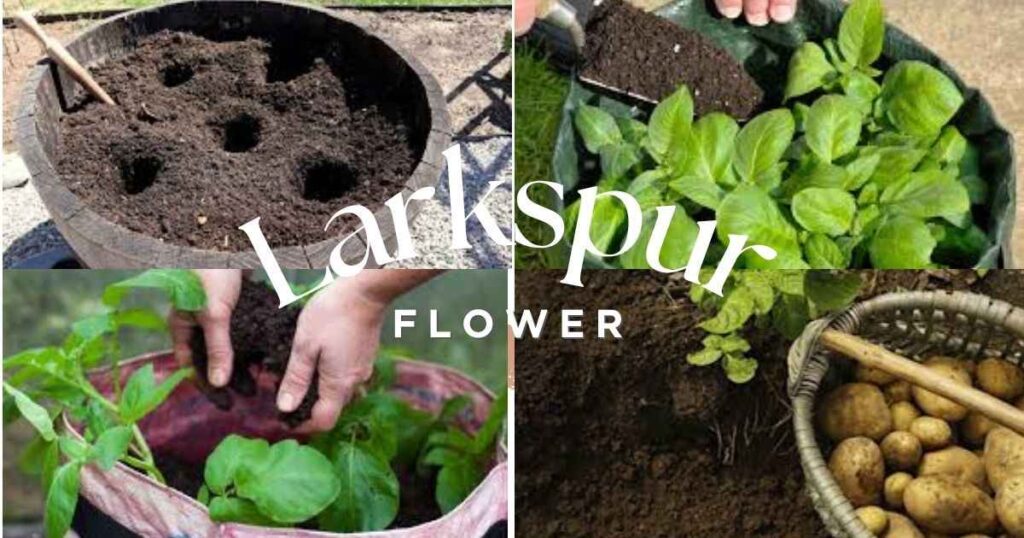how do you grow potatoes in a pot
