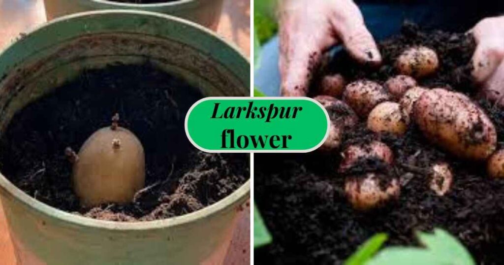 how do you grow potatoes in a pot? : indoor containers for potatoes growing