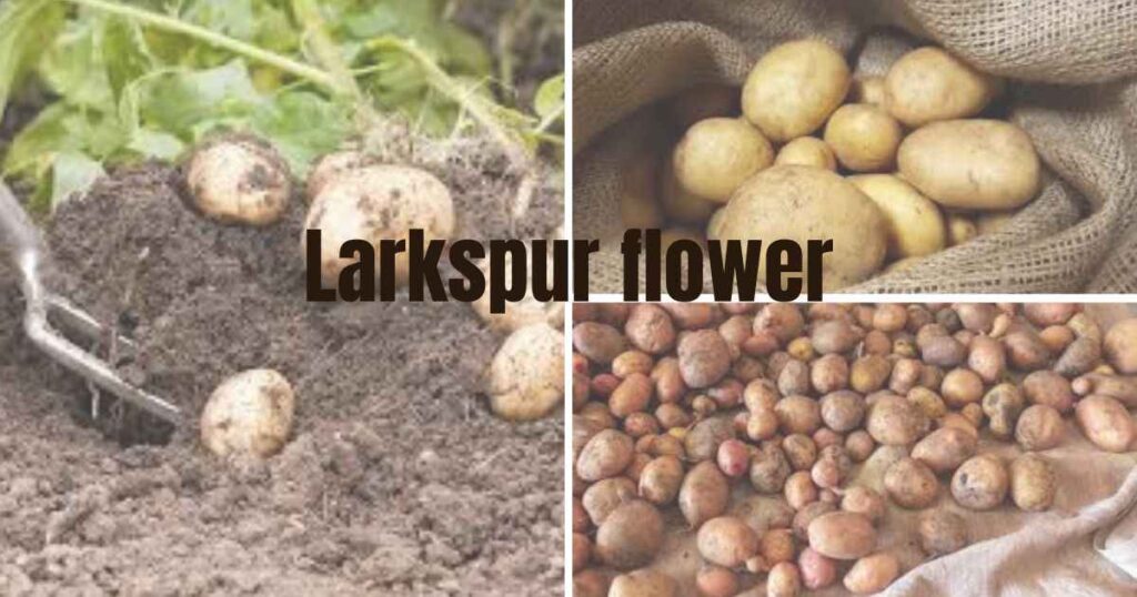 how to grow potatoes: harvesting and storing