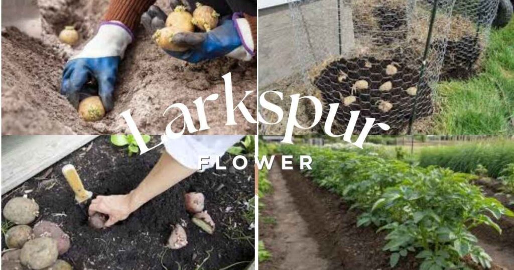 how to grow potatoes
