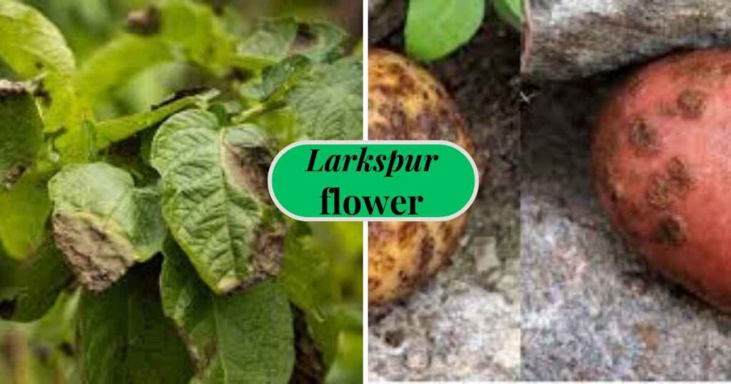 how to grow potatoes : common problems of potatoes