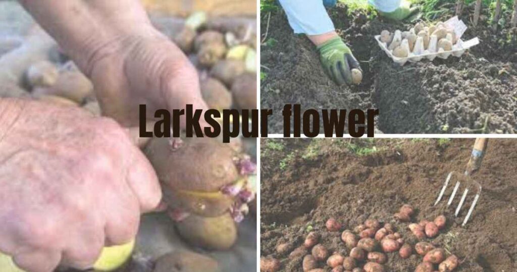 planting potatoes: how deep to plant potatoes