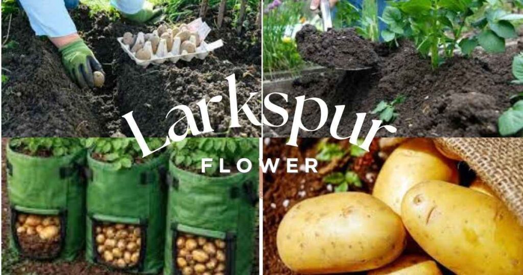 planting potatoes