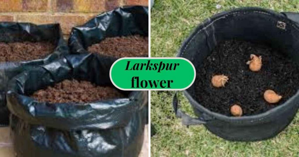 planting potatoes: bag size