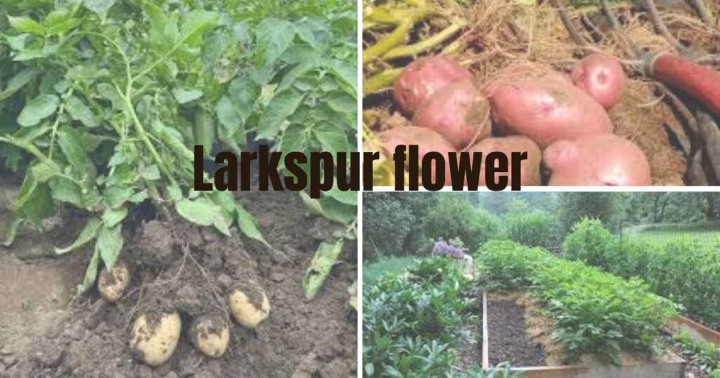 potato garden: selecting the right place for potatoes growing