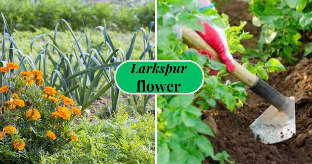 potato garden: best companion growing plants