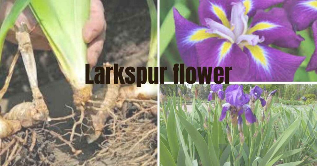 purple iris