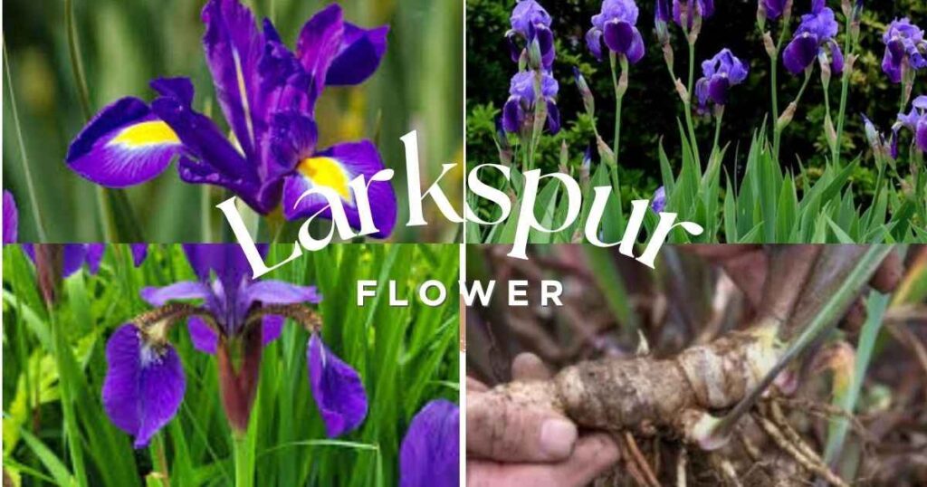 purple iris