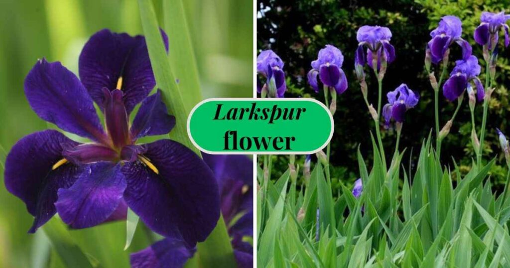 purple iris