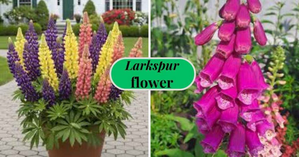 conical flowering plants: foxglove and potted conical plants